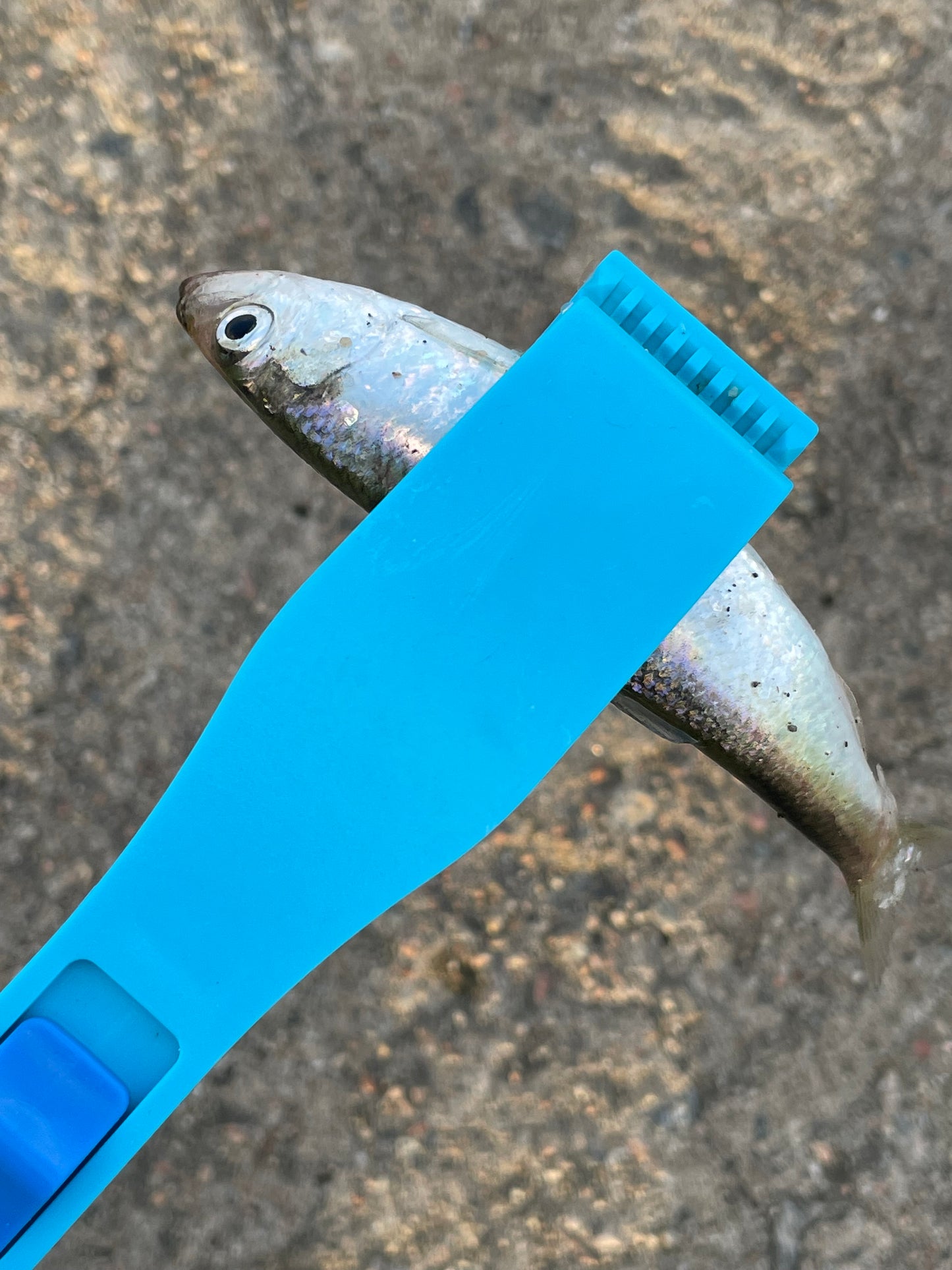 Plastic Fish Clip