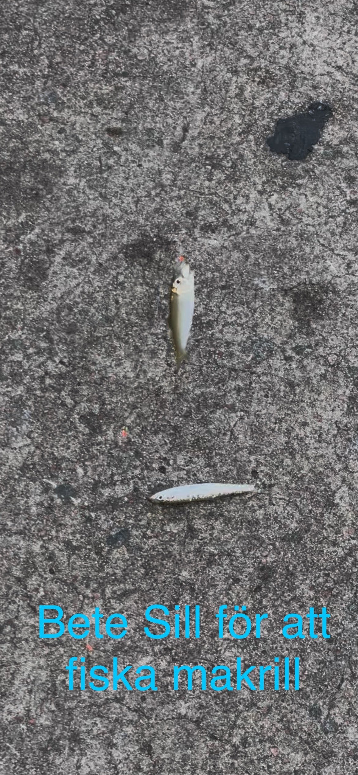 Små bete sill (stagg) tackel