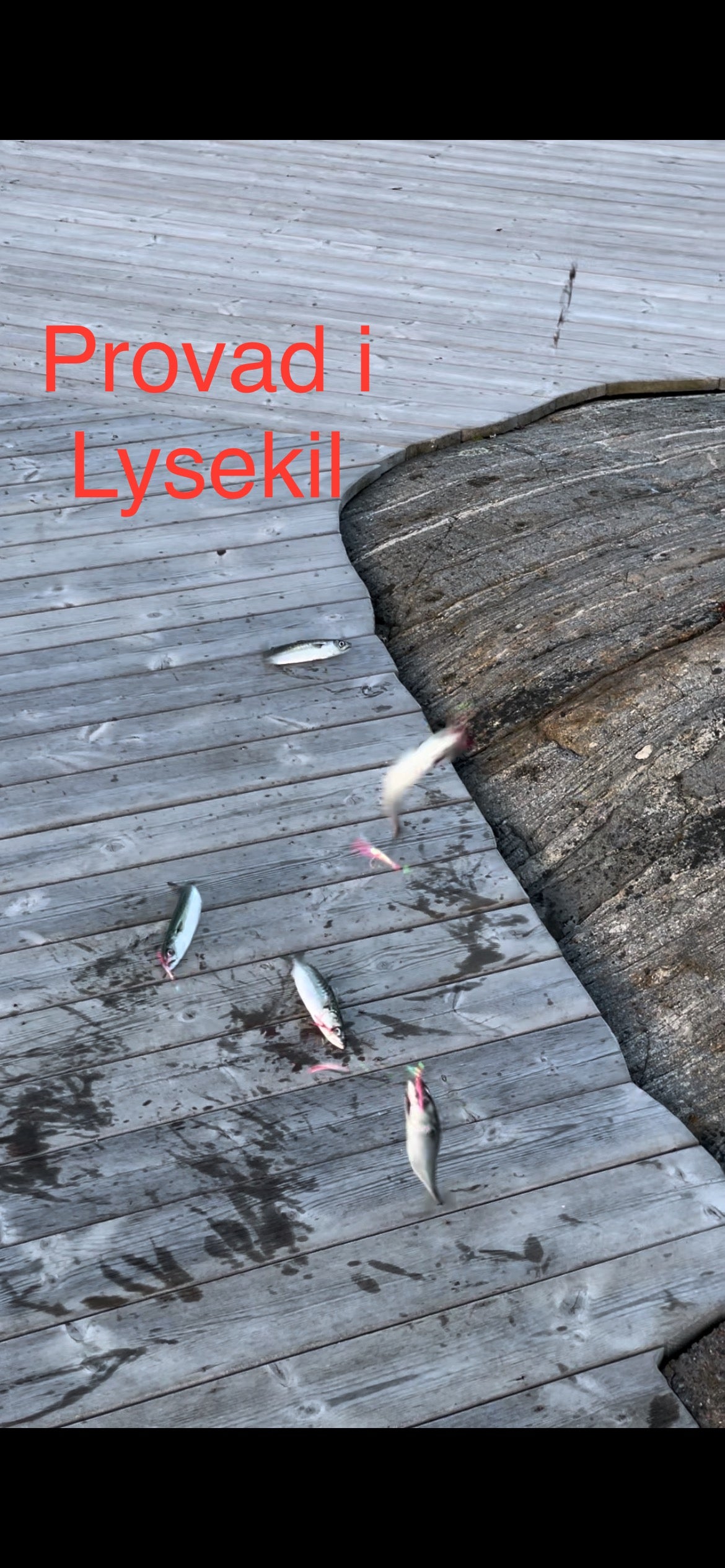Röda makrill tackel