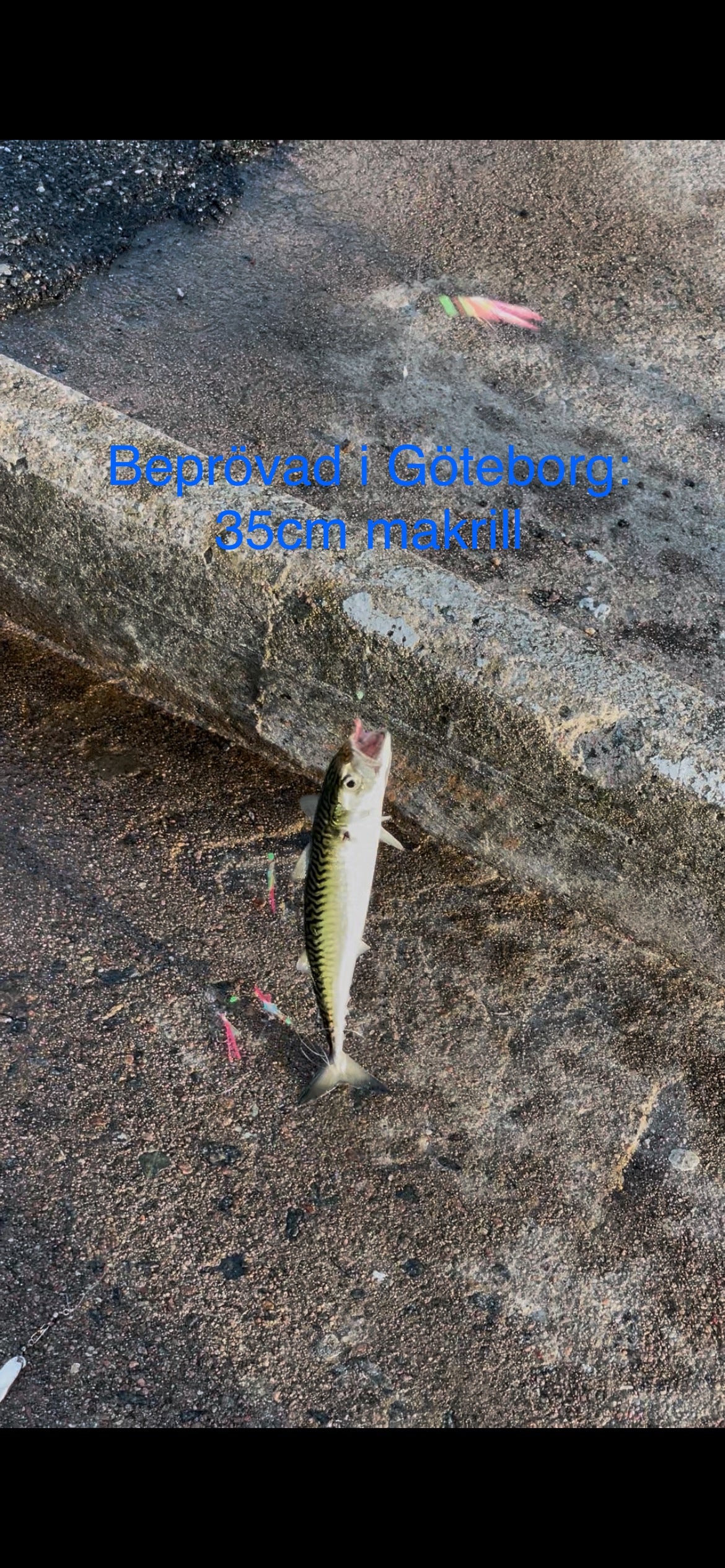 Red mackerel tackle