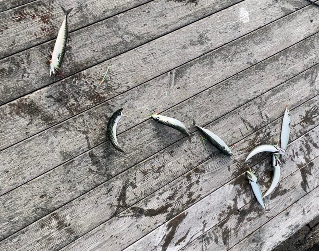 Makrillfiske — tips för nybörjare