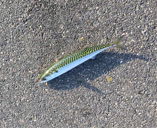 Makrill Fiske: Varför tycker vi om att fiska makrill?