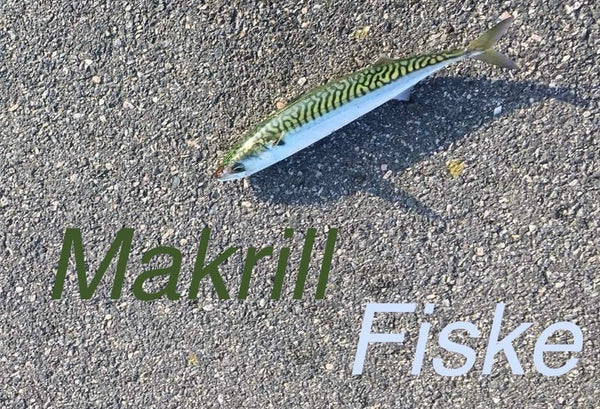 Makrill Fiske